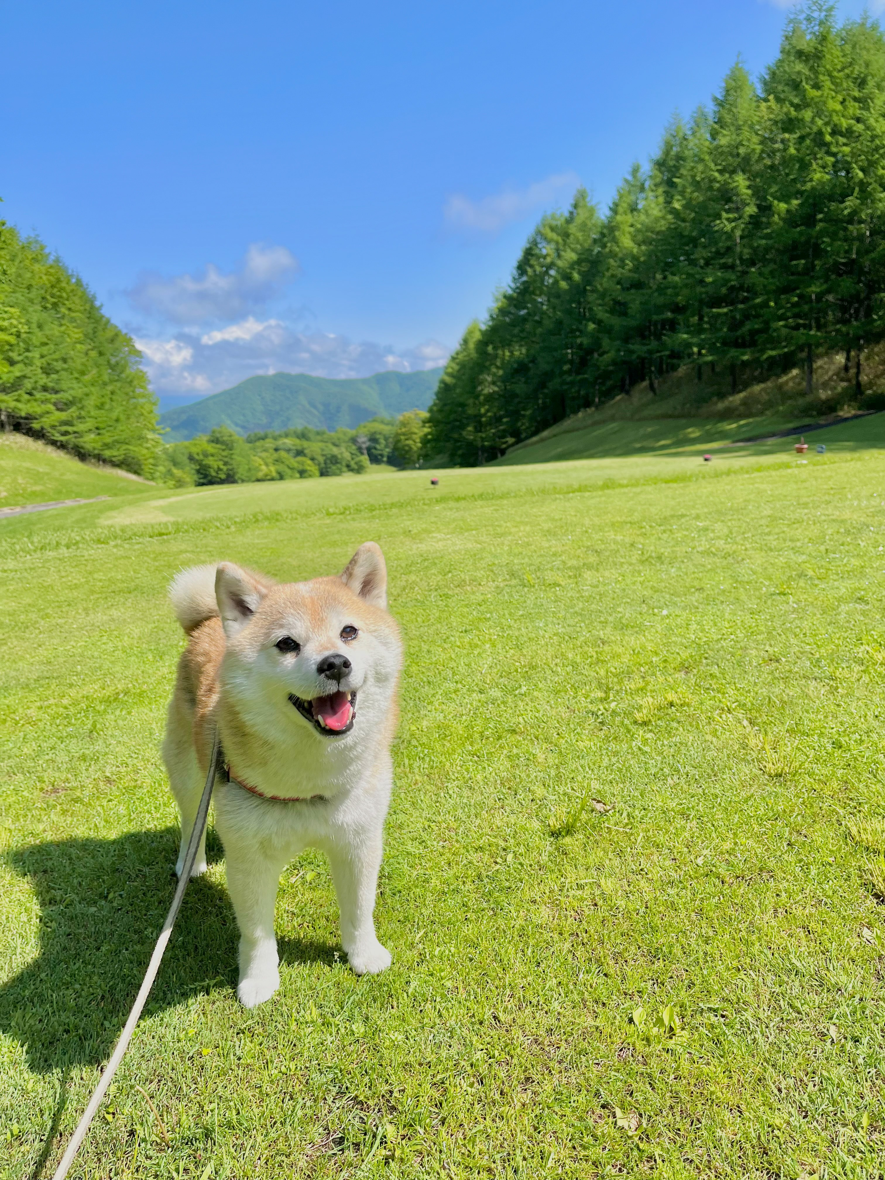 上期準グランプリ ココちゃん