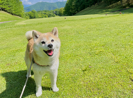 わんちゃん同伴